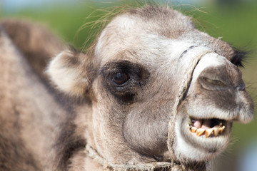 Fototapeta premium Camel in nature