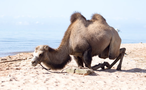 Camel near the sea