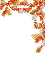 Colorful autumn foliage isolated on white background. Indian sum