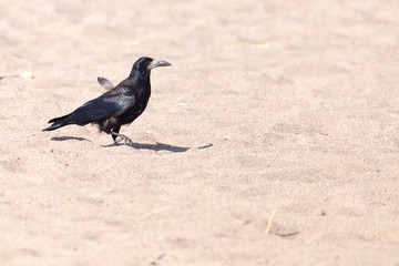 black crow on the sand