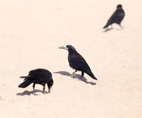 black crow on the sand