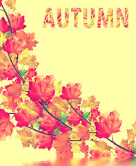 autumn leaves isolated on yellow background.