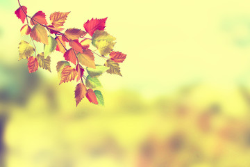 Autumn landscape. Beautiful  leaves. Colorful trees