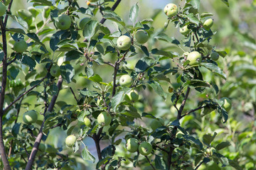 green apple on the tree