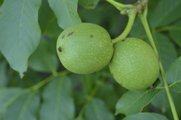 Two walnuts hanging on branch
