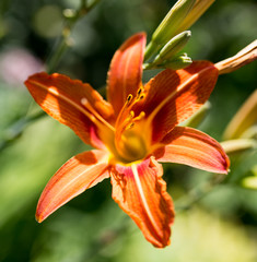 beautiful orange flower in nature