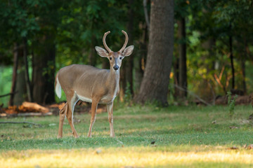 Fototapeta premium Whitetail Buck Deer