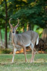 Whitetail Buck Deer