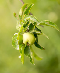 apple on tree in nature
