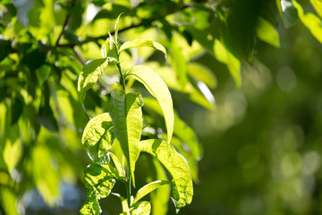 green leaves on the tree in nature