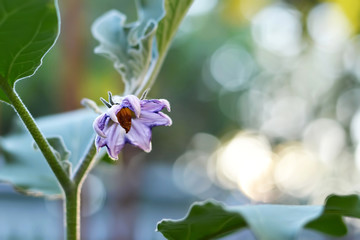 Eggplant flower