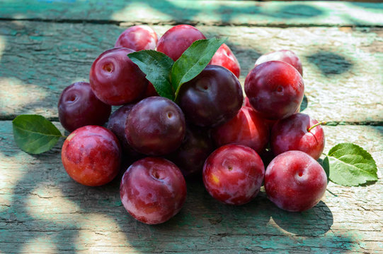 A pile of ripe plum cultivar "Greengage" (alycha) on a wooden table.