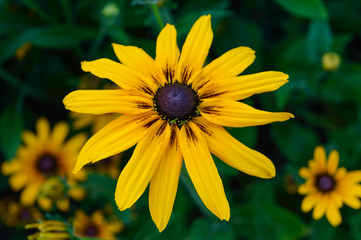 Yellow summer flowers - rudbeckia against a background of nature. Close-up.
