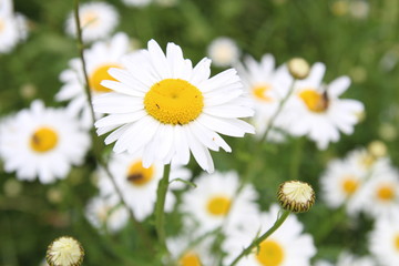 Obraz na płótnie Canvas beautiful white daisies flowers bloom