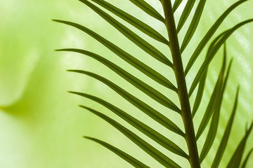 Closeup of young palm leaves in various green shades, for natural backdrops