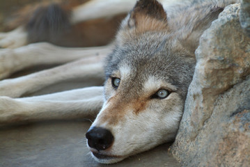 Wolf, Folsom Zoo
