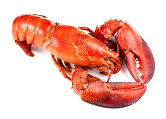 Red lobster isolated on white background
