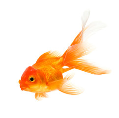 Goldfish isolated on white background