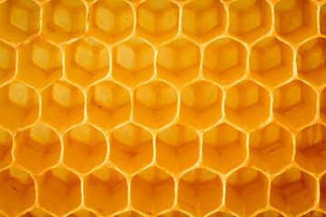 Natural honeycomb background. Close-up.