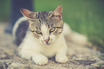Grey cat lying on wall 