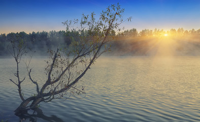 Lonely tree growing in a pond at sunrise