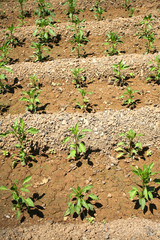 organic farm