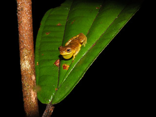 Dendrosophus sp. croacking at night
