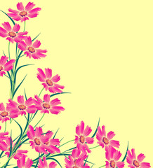 Cosmos flowers isolated on yellow background.