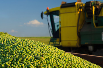 Harvester combine and green peas in the tractor trailer