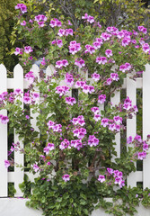Flower Fence