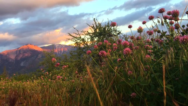 Castle Rock Wild Clover Flowers View from Generals Highway Sequoia California USA