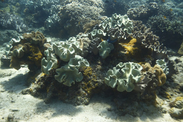 Fototapeta na wymiar undrewater - wide angle shot of colorful coral reef in Asia
