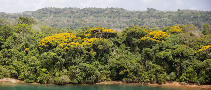 Fototapeta Panama's Jungle
