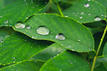 Water drops on green leaves