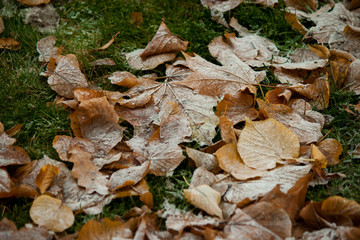 Beginning of winter, end of autumn, leaves under snow, frozen