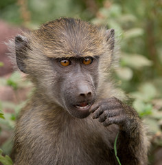 Baby Baboon, Tanzania