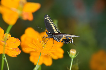 Black Swallowtail