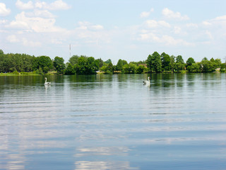 Пара лебедей, плывущих в разные стороны по глади озера
