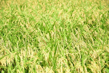 rice field