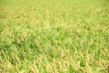 rice field