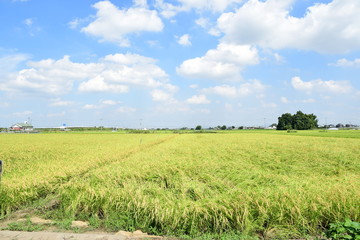 rice field