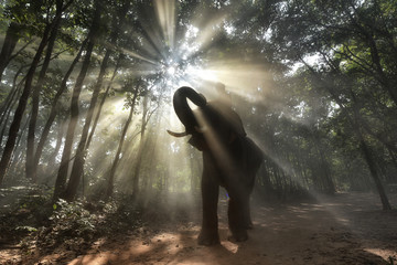Elephant with mahout