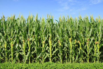 The corn in the field