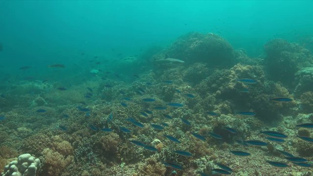 Colorful coral reef in Philippines with healthy hard corals and plenty fish. A Whitetip Reef Shark swims along the reef. 4k footage