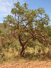 Árvore do cerrado mineiro