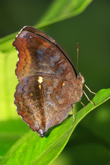 Fototapeta na wymiar Butterfly; Chocolate Pansy
