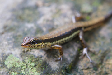 Common Forest Skink in forest