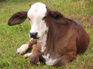 Vaquinha descansando