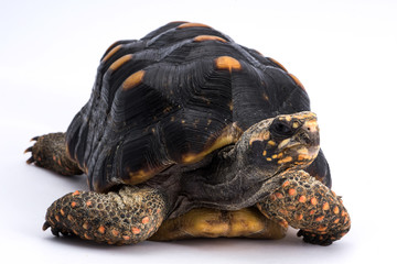 Turtle on a white background