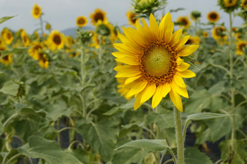 Background of sunflowers bloom in the field